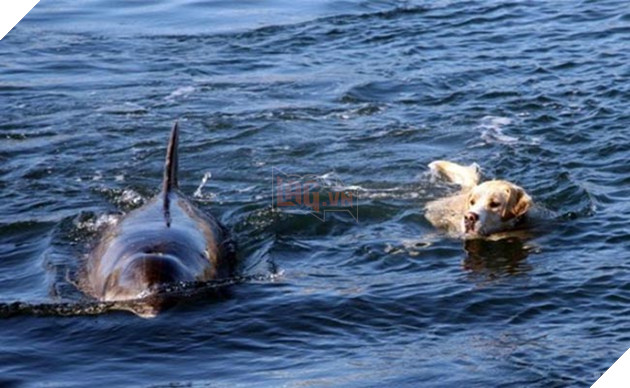 Tình bạn của chú chó và cá heo khiến nhiều người ngạc nhiên và ngưỡng mộ.