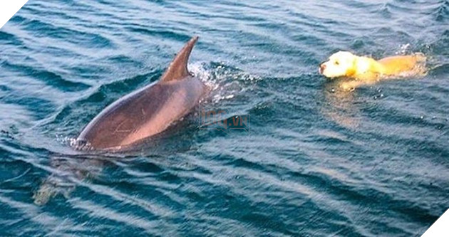 Chú chó bơi ra biển mỗi ngày chỉ để gặp bạn thân cá heo 2