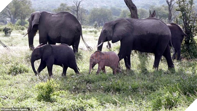 
Toàn thân nó có màu hồng nhạt, trái ngược hẳn với màu xám đen của những con còn lại trong bầy.