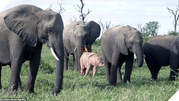 
Không có nhiều con vật trên thế giới bị leucism giống như nàng voi này.