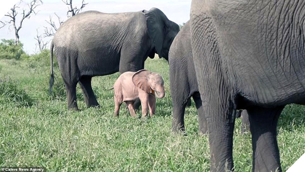 
Dù vậy thì hiện tượng này lại khác với bạch tạng.