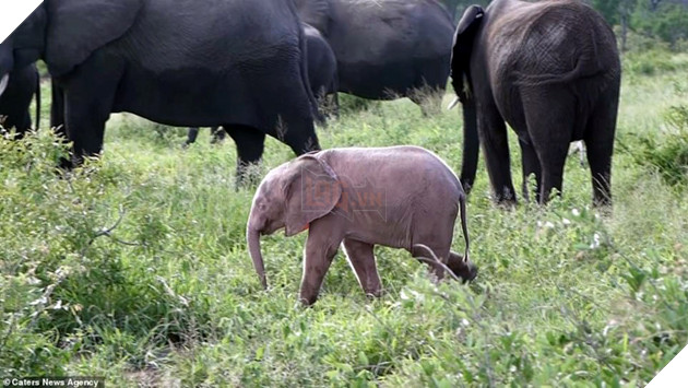 
Nàng voi con có màu hồng được phát hiện trong một khu bảo tồn động vật hoang dã ở Nam Phi.