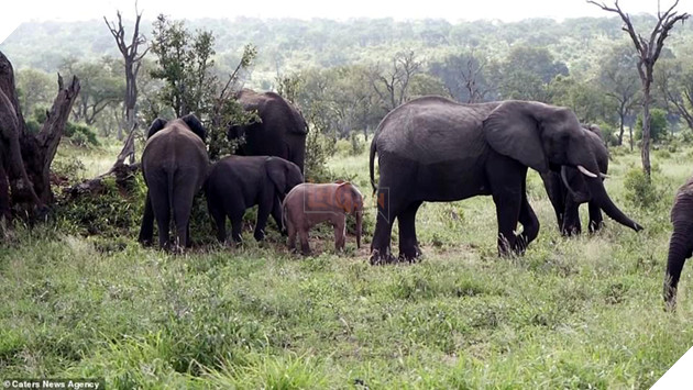 
Càng lớn lên, màu da của nó lại càng tối dần.