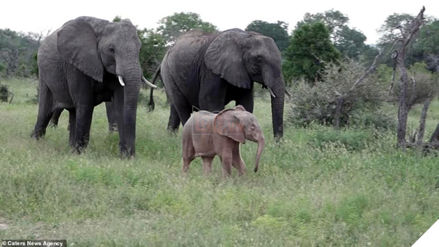 
Đây là một hiện tượng tự nhiên cực kỳ hiếm gặp, có tên là leucism, tức suy giảm sắc tố trên da.