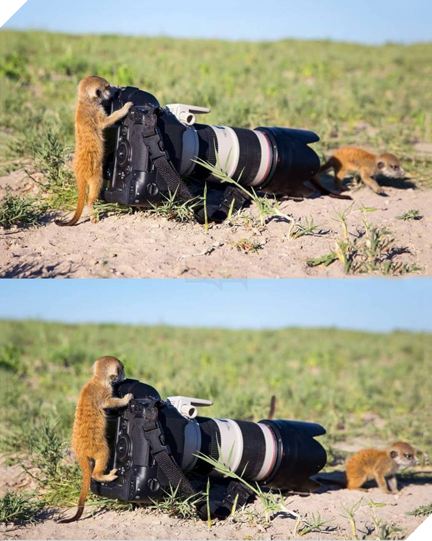 Thế giới động vật sống động qua lăng kính hài hước của các nhiếp ảnh gia 4