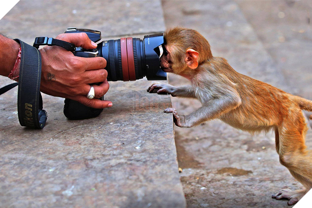 Thế giới động vật sống động qua lăng kính hài hước của các nhiếp ảnh gia 7