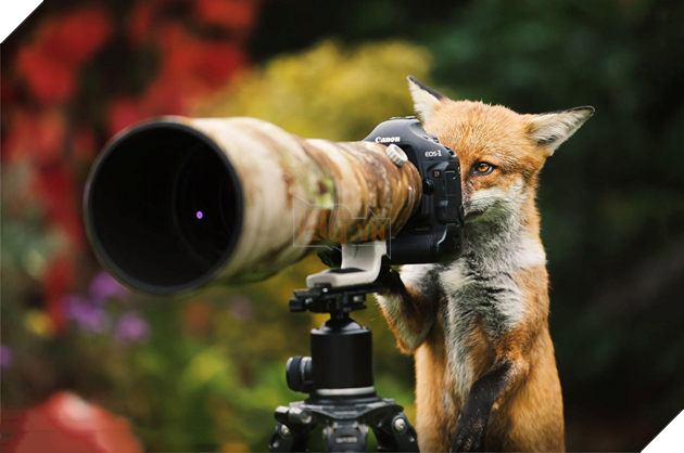 Thế giới động vật sống động qua lăng kính hài hước của các nhiếp ảnh gia 12