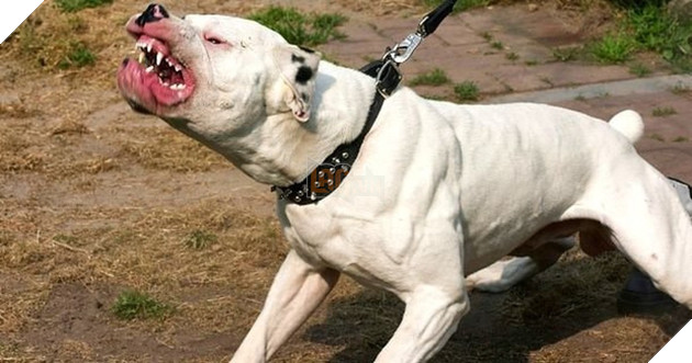 Chó pigbull là loài chó nguy hiểm thường tấn công người 
