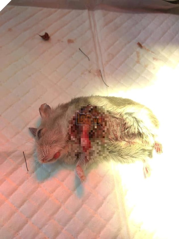 Hamster bị chuột nhà cắt đứt chân, hai cô bé lớp 7 chi hẳn nửa triệu mang thú cưng đi phẫu thuật