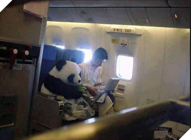 Vị đại sứ ngoại giao có 1-0-2 trên chuyến bay đến Nhật khiến mọi người sững sờ