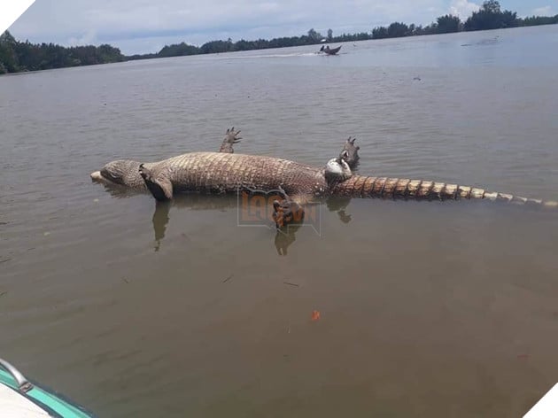 Chú cá sấu chết toi vì yêu quá sức, CĐM: Sướng quá hóa khổ là có thật  2