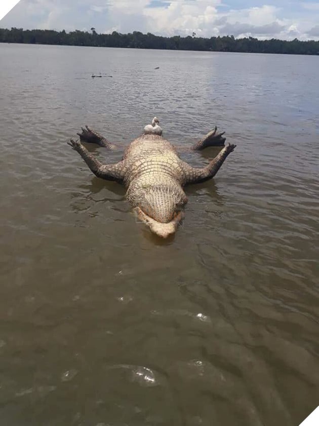 Chú cá sấu chết toi vì yêu quá sức, CĐM: Sướng quá hóa khổ là có thật  4