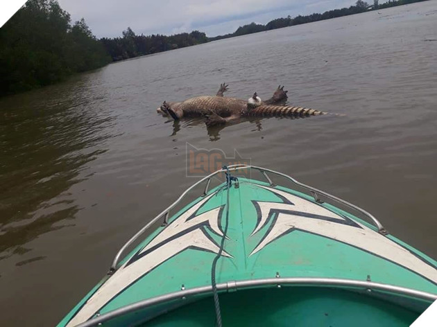 
Chú cá sấu đã ra đi vì “thượng mã phong”.