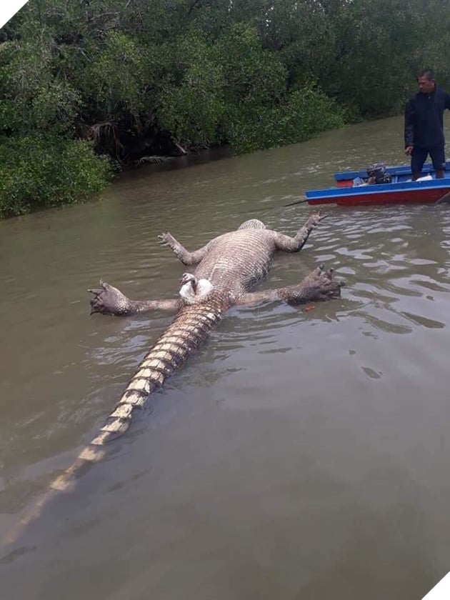 Chú cá sấu chết toi vì yêu quá sức, CĐM: Sướng quá hóa khổ là có thật 