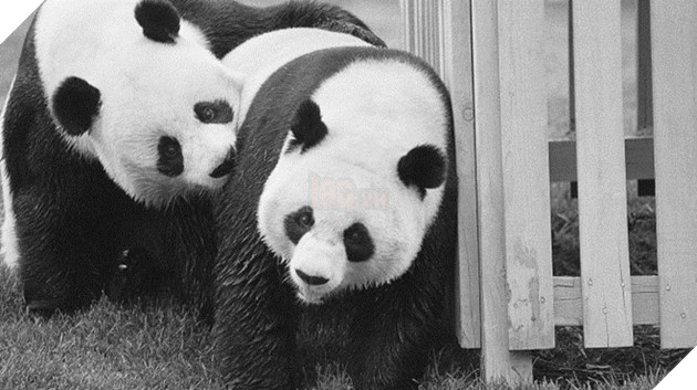 
Đây không phải là chú gấu trúc duy nhất được chính phủ Trung Quốc cho đi "ngoại giao". Trước đây, Hsing Hsing and Ling Ling là hai chú gấu thế hệ "F2" tại vườn thú bang Washington, Mỹ