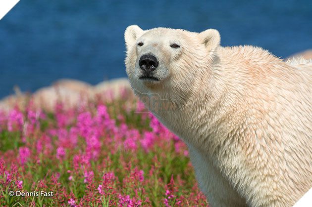 polar bear in the flowers
