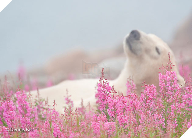polar bear in the flowers