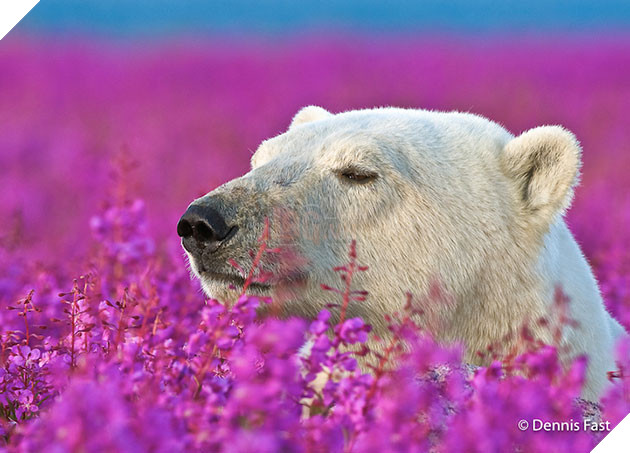 polar bear in the flowers