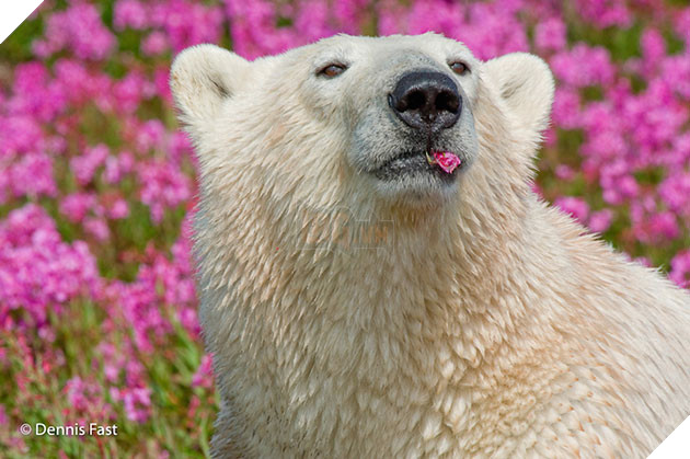 polar bear in the flowers
