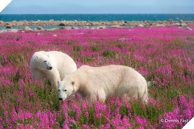 polar bear in the flowers