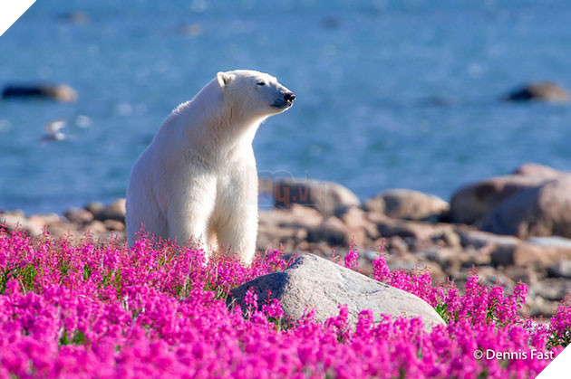 polar bear in the flowers