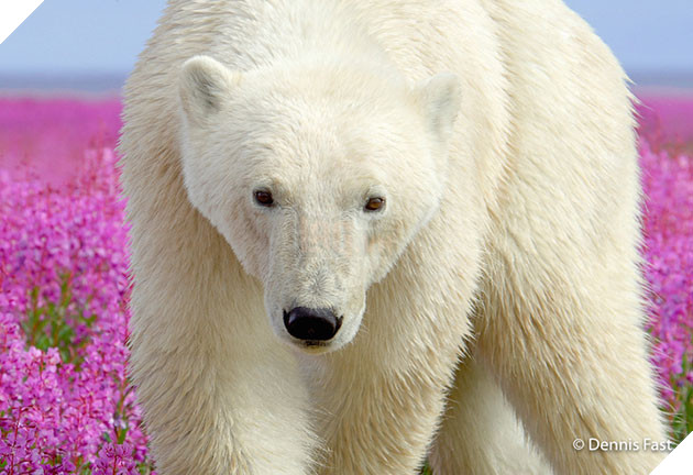 polar bear in the flowers