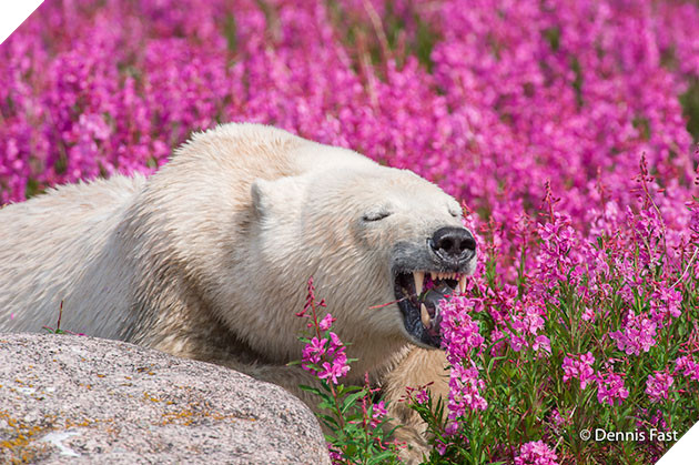 polar bear in the flowers