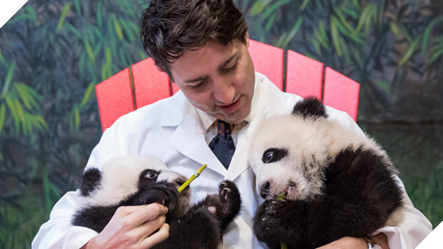 
Sau đó là Thủ tướng Canada Justin Trudeau bên Jia Panpan và Jia Yueyue, hai con của gấu mẹ Er Shun mà Trung Quốc đã cho vườn thú Toronto (Canada) "thuê".
