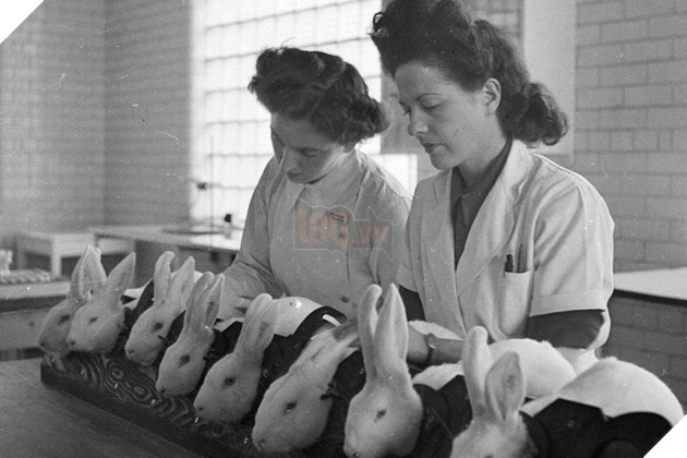 Lý Giải chi tiết US - Bộ phim kinh dị đậm màu sắc về chính trị xã hội 2