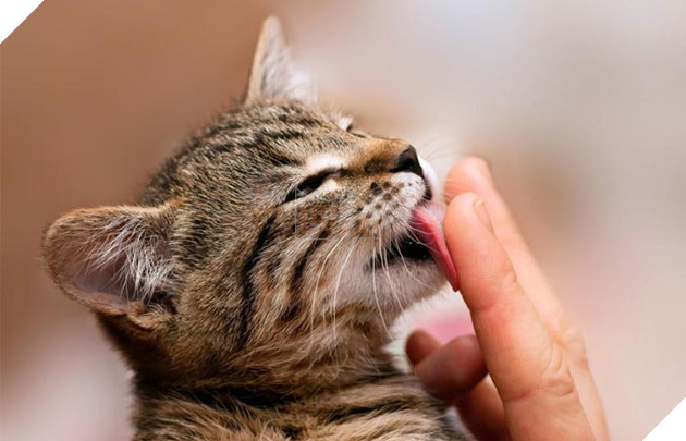 dấu hiệu mèo thích bạn