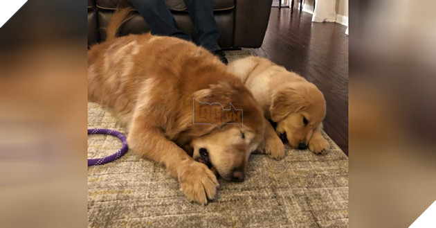 Cảm động câu chuyện Gâu Đần Nhỏ dẫn đường giúp Gâu Đần lớn bị mù được di chuyển an toàn