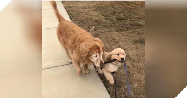 Cảm động câu chuyện Gâu Đần Nhỏ dẫn đường giúp Gâu Đần lớn bị mù được di chuyển an toàn 2