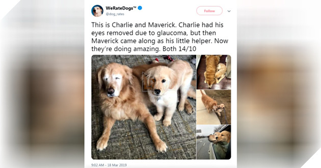 Cảm động câu chuyện Gâu Đần Nhỏ dẫn đường giúp Gâu Đần lớn bị mù được di chuyển an toàn 3