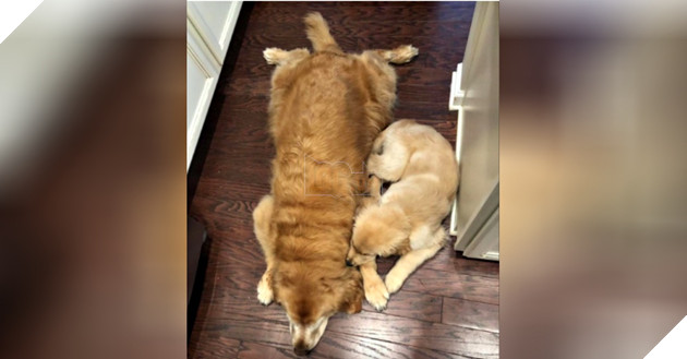 Cảm động câu chuyện Gâu Đần Nhỏ dẫn đường giúp Gâu Đần lớn bị mù được di chuyển an toàn 4