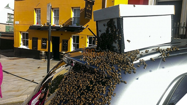 
Những người thợ nuôi ong phải dùng một chiếc hộp để dụ bầy ong chui vào.