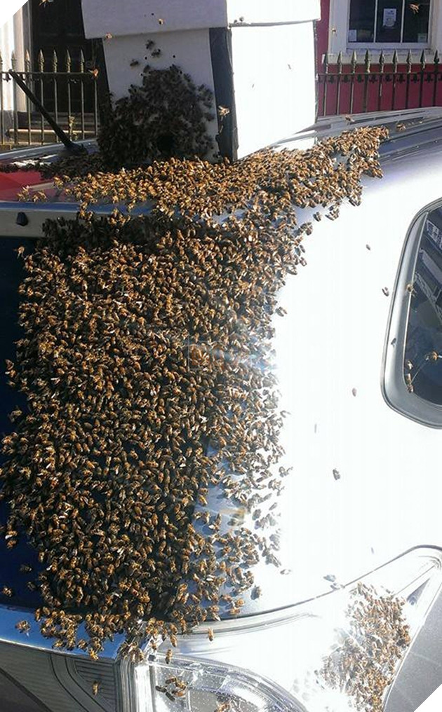 
Hóa ra có một con ong chúa bị lọt bên trong xe và cả bầy của nó chỉ đang tìm cách giải cứu thôi.