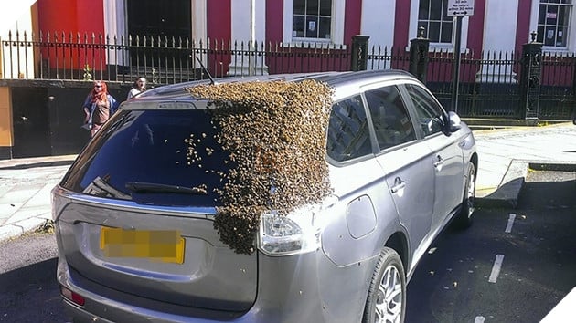 
Chiếc xe của cụ Carol bị nguyên một bầy ong 20.000 con vây kín trong lúc cụ đỗ xe đi mua sắm.