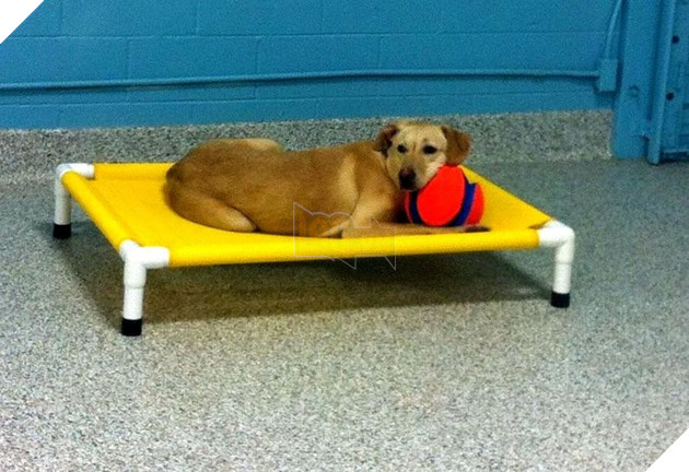 
Giờ đây, những chú chó bị bỏ rơi sẽ được nằm ngủ thoải mái trên chiếc giường cực đáng yêu như thế này (Ảnh minh họa)