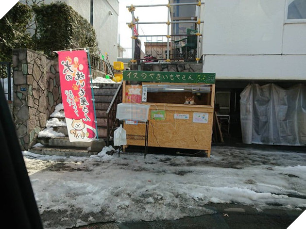 Chú chó shiba quản lý quầy khoai lang nướng ở Nhật khiến 5000 anh em mong mỏi được diện kiến một lần - Ảnh 3.