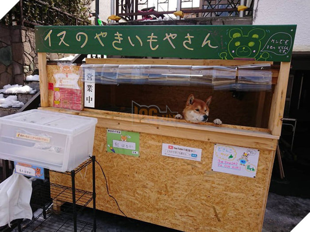 Chú chó shiba quản lý quầy khoai lang nướng ở Nhật khiến 5000 anh em mong mỏi được diện kiến một lần - Ảnh 4.