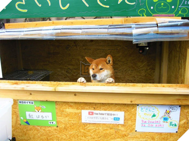 Chú chó shiba quản lý quầy khoai lang nướng ở Nhật khiến 5000 anh em mong mỏi được diện kiến một lần - Ảnh 6.