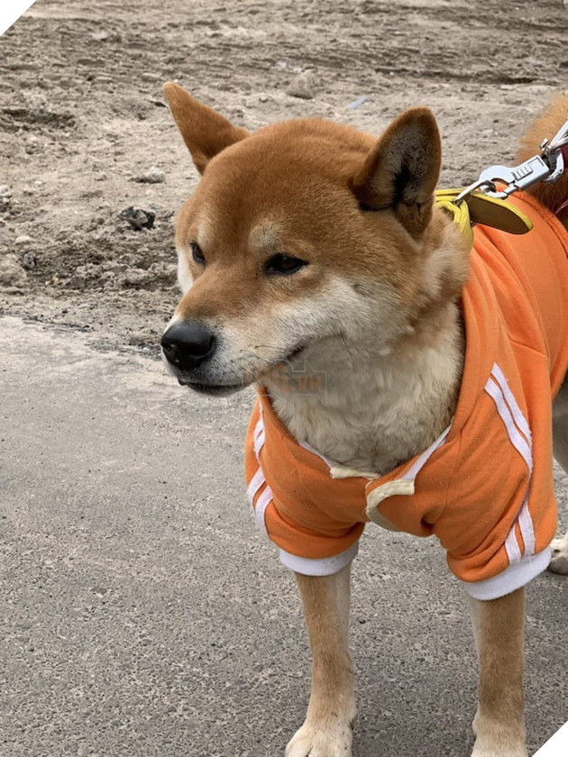 Chú chó shiba quản lý quầy khoai lang nướng ở Nhật khiến 5000 anh em mong mỏi được diện kiến một lần - Ảnh 7.