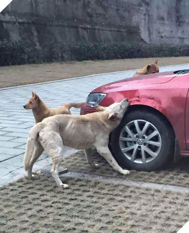 Dám đá chó, hắn gọi cả tổ đội đến cắn nát xe tên đó