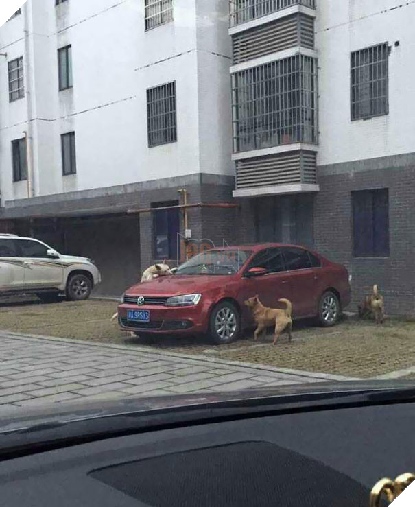 Dám đá chó, hắn gọi cả tổ đội đến cắn nát xe tên đó 5