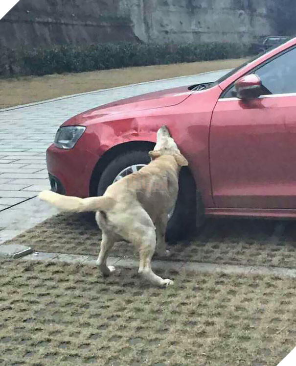 Dám đá chó, hắn gọi cả tổ đội đến cắn nát xe tên đó 7
