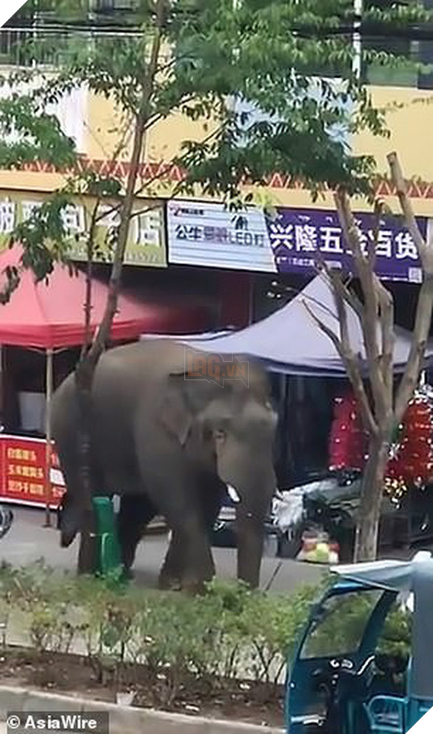 Kh&#244;ng t&#236;m được bạn g&#225;i, ch&#250; voi Trung Quốc đi&#234;n cuồng ph&#225; ph&#225;ch cả con phố - Ảnh 1.