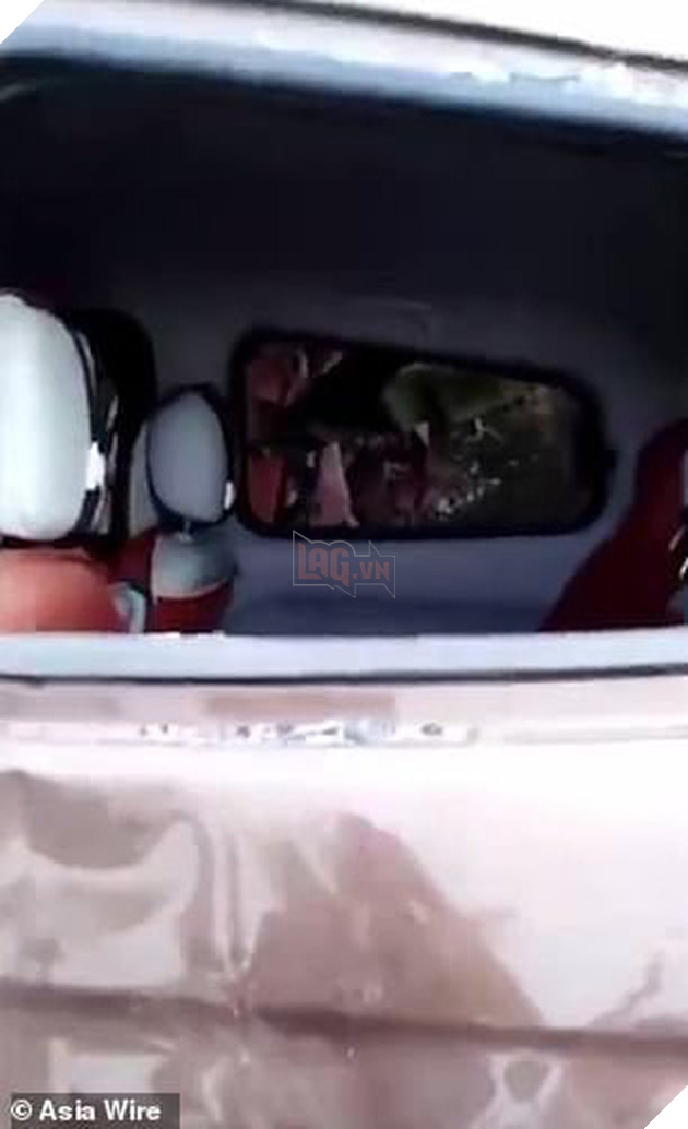 Kh&#244;ng t&#236;m được bạn g&#225;i, ch&#250; voi Trung Quốc đi&#234;n cuồng ph&#225; ph&#225;ch cả con phố - Ảnh 1.