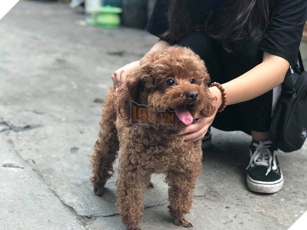 “Em vừa đấm vỡ mồm một con bé nuôi chó mất dạy” thanh niên được CĐM ủng hộ nhiệt tình 2