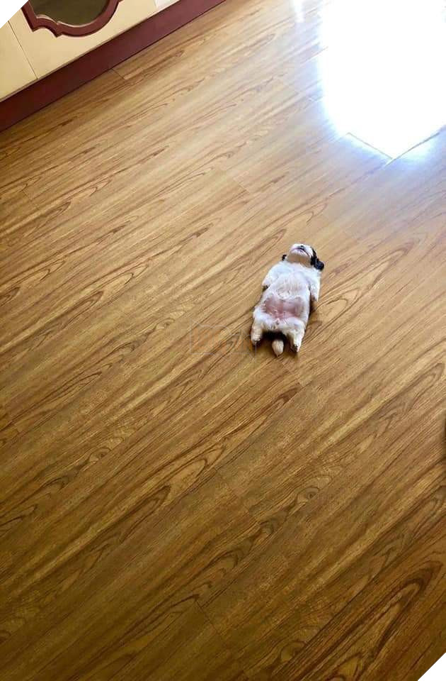 Em chó nằm ngửa cưng nhất hôm nay: Bạ đâu ngủ đấy, mặc kệ dòng đời trôi! - Ảnh 3.