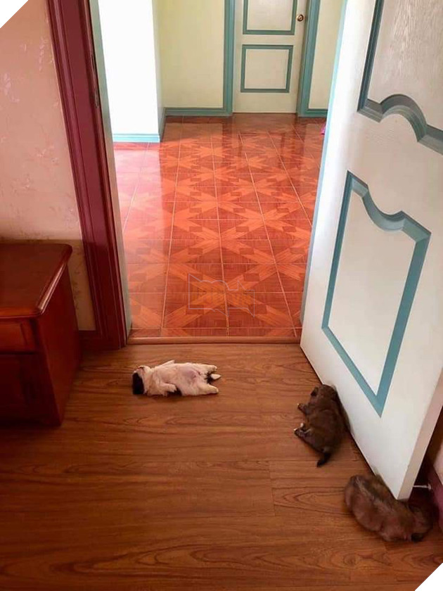 Em chó nằm ngửa cưng nhất hôm nay: Bạ đâu ngủ đấy, mặc kệ dòng đời trôi! - Ảnh 6.